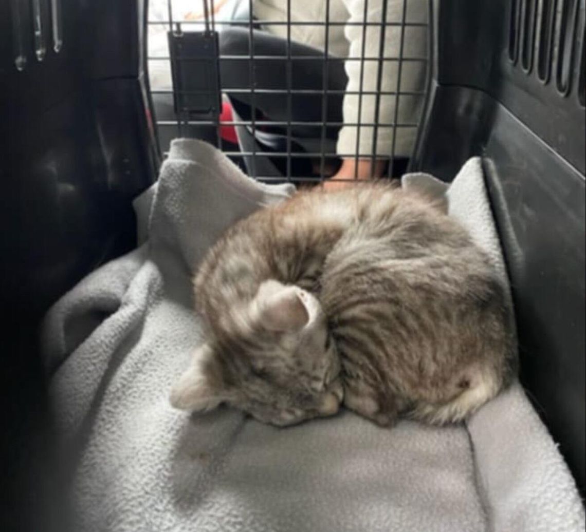 Oddaj elektrośmieci, pomóż zwierzakom