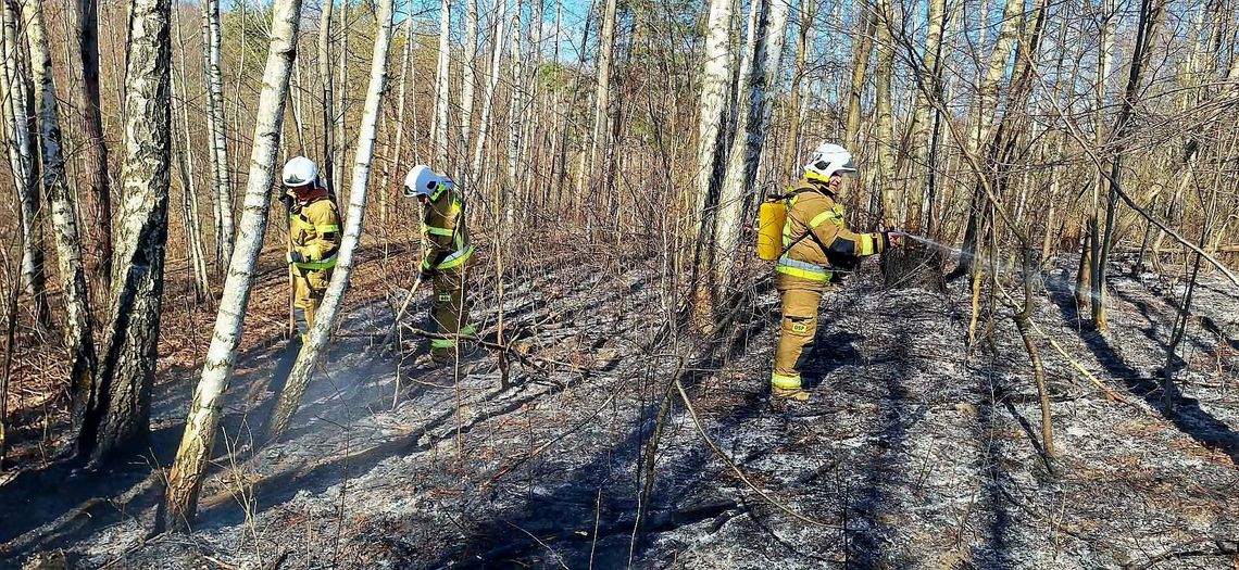 Lubelskie. Ogień pełzał w stronę lasu w Bononii! Pilot i strażacy uratowali gminę Goraj przed katastrofą Lubelskie. Ogień pełzał w stronę lasu w Bononii! Pilot i strażacy uratowali gminę Goraj przed katastrofą