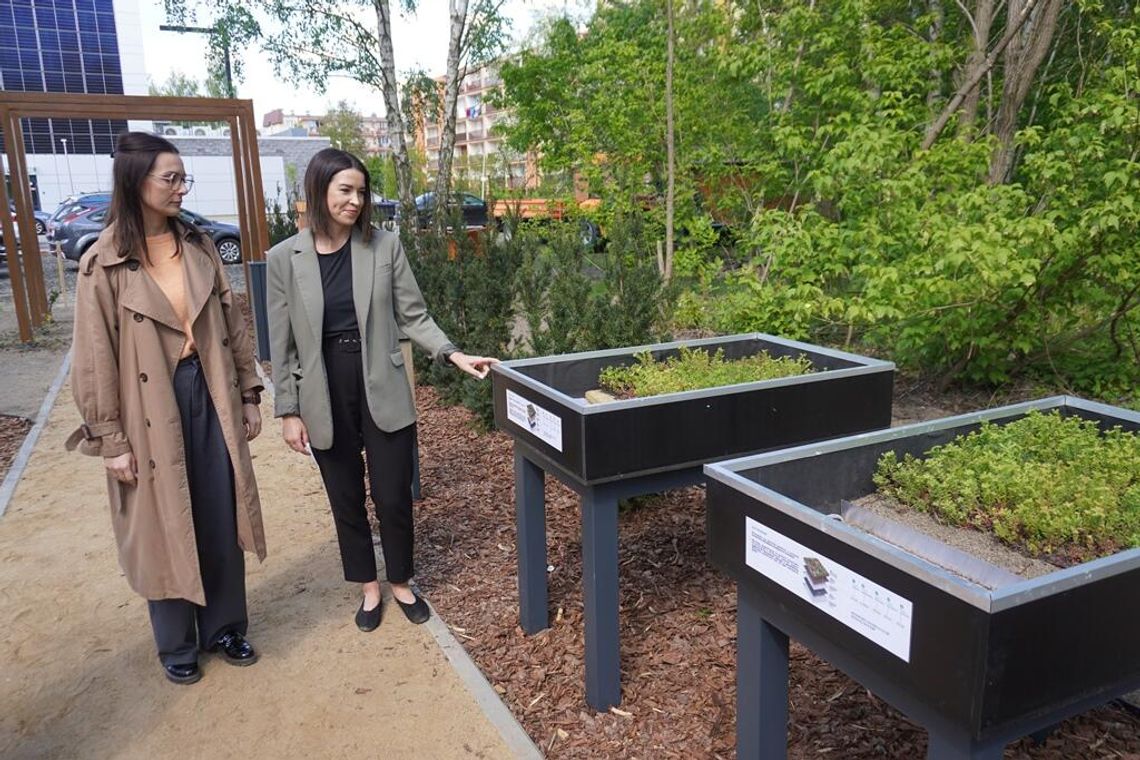 Ogród w stylu japońskim przy Akademii Bialskiej [GALERIA ZDJĘĆ]