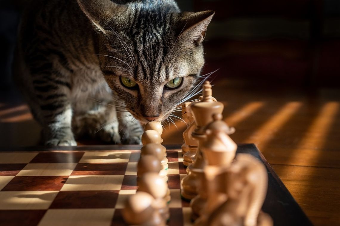 Parczew: Zagraj w szachy ze swoimi rówieśnikami. Wkrótce turniej!