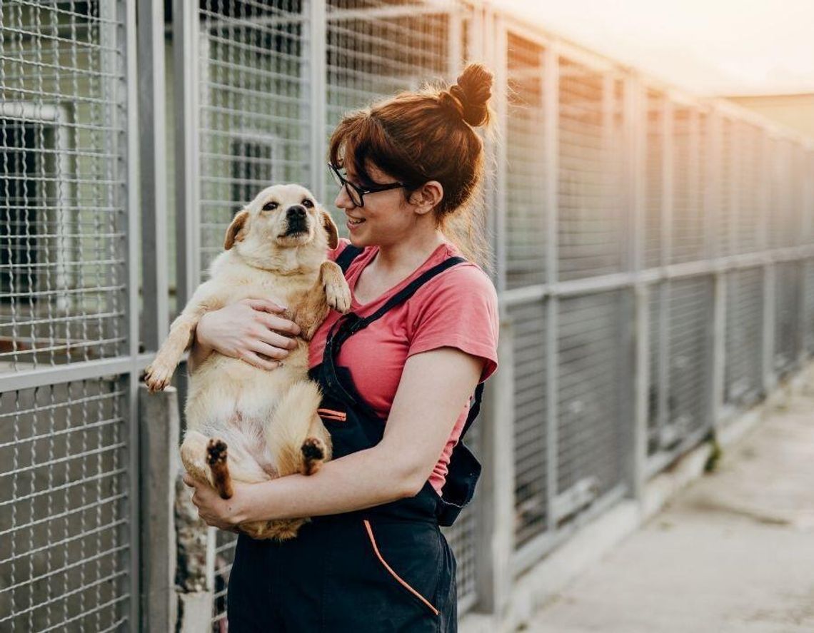 Kraj. Pieniądze w zamian za adopcję psa Kraj. Pieniądze w zamian za adopcję psa