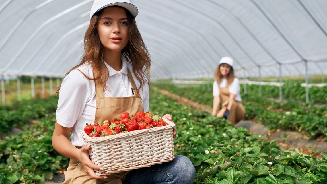 Pierwsze polskie truskawki już są