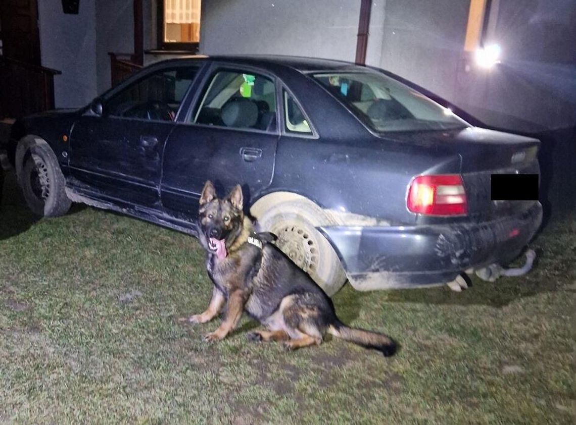 Biała Podlaska. Pies Tolo wytropił sprawcę kolizji Biała Podlaska. Pies Tolo wytropił sprawcę kolizji