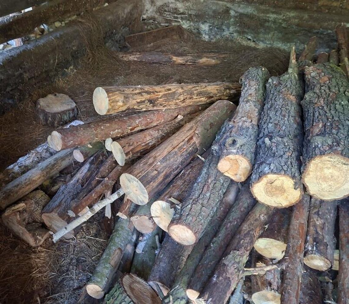 Piszczac. Wyrąbał i ukradł niemal 30 drzew