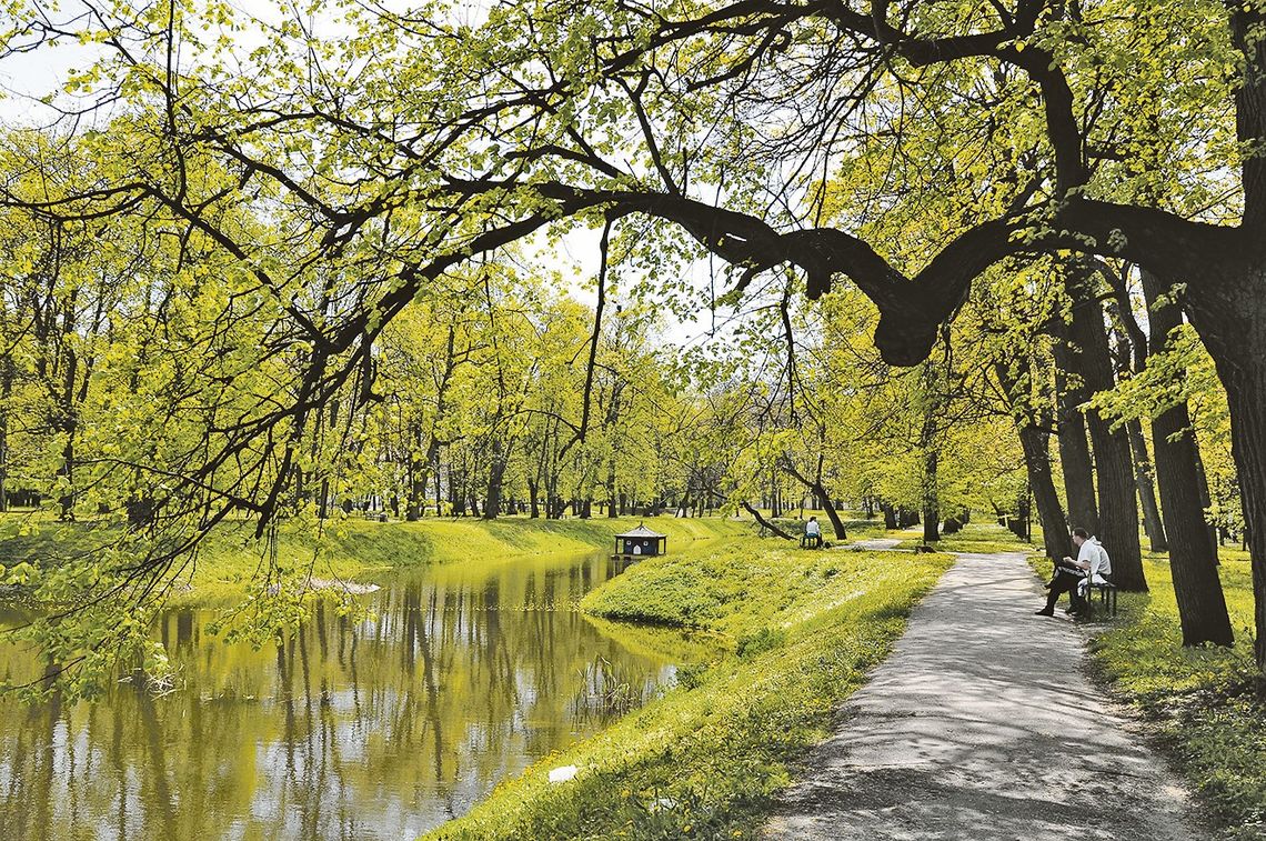 Planują wycinkę 50 drzew w parku. „Mieszkańcy nie zauważą zmiany”