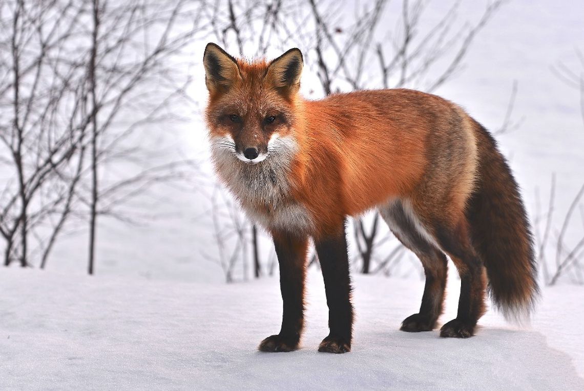 Pogoda na czwartek. Temperatura na minusie i lekkie opady śniegu