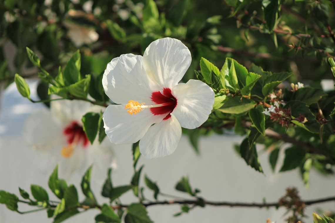 Pogoda na czwartek. Sprawdź, jaka będzie aura