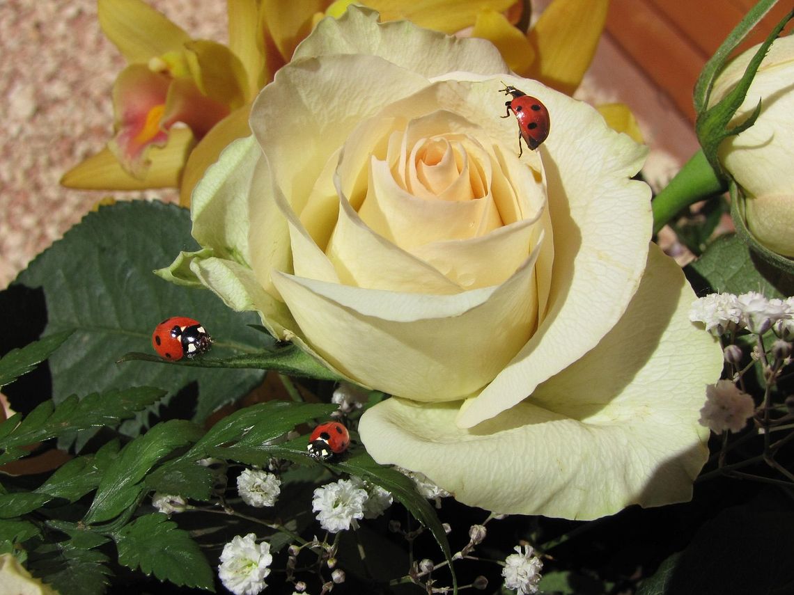 Region. Sprawdź, jaka będzie aura