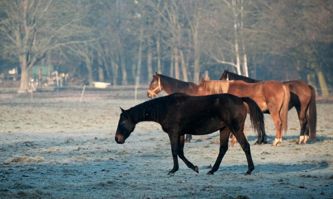 Pogoda na czwartek. Sprawdź, jaka będzie aura Pogoda na czwartek. Sprawdź, jaka będzie aura
