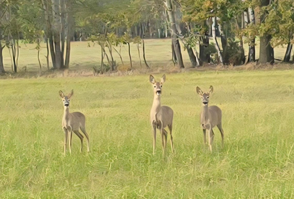 Pogoda na piątek. Sprawdź, jaka będzie aura