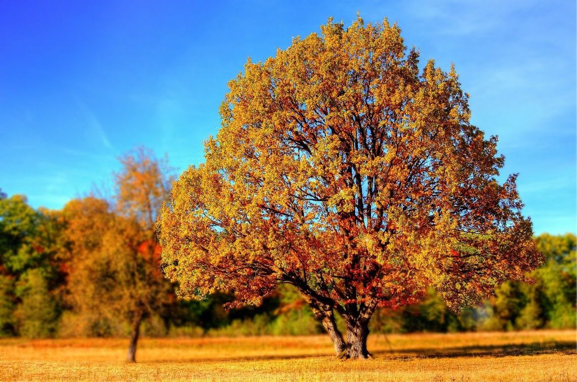 Pogoda na poniedziałek. Sprawdź, jaka aura nas czeka