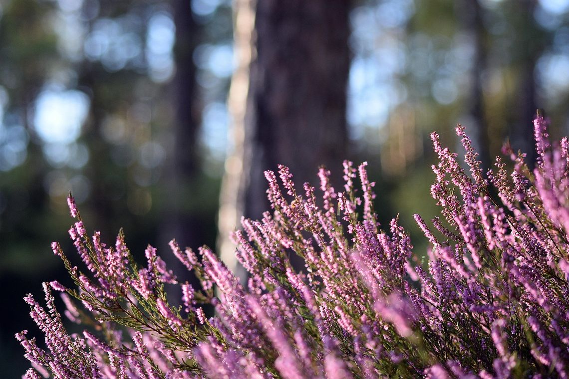 Pogoda na poniedziałek. Sprawdź, jaka będzie aura
