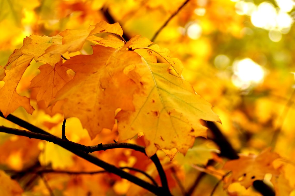 Pogoda na poniedziałek. Sprawdź, jaka będzie aura