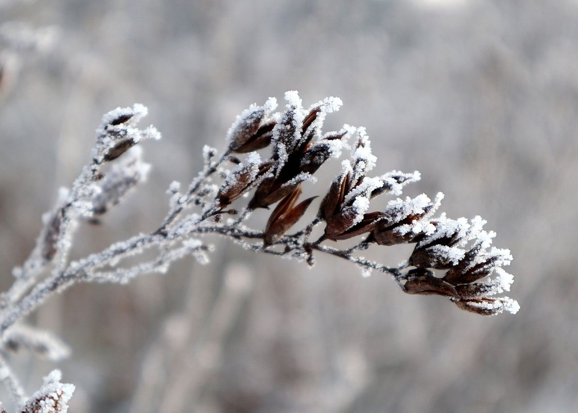 poglądowe/pixabay.com