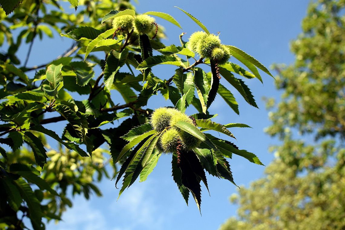 Pogoda na poniedziałek. Sprawdź, jaka będzie jutro aura