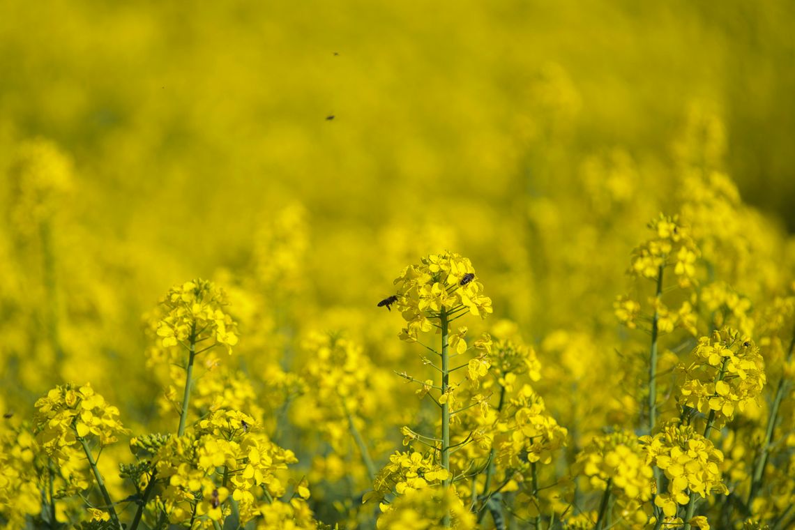 Pogoda na środę. Dziś alerty, jutro 10°C Pogoda na środę. Dziś alerty, jutro 10°C