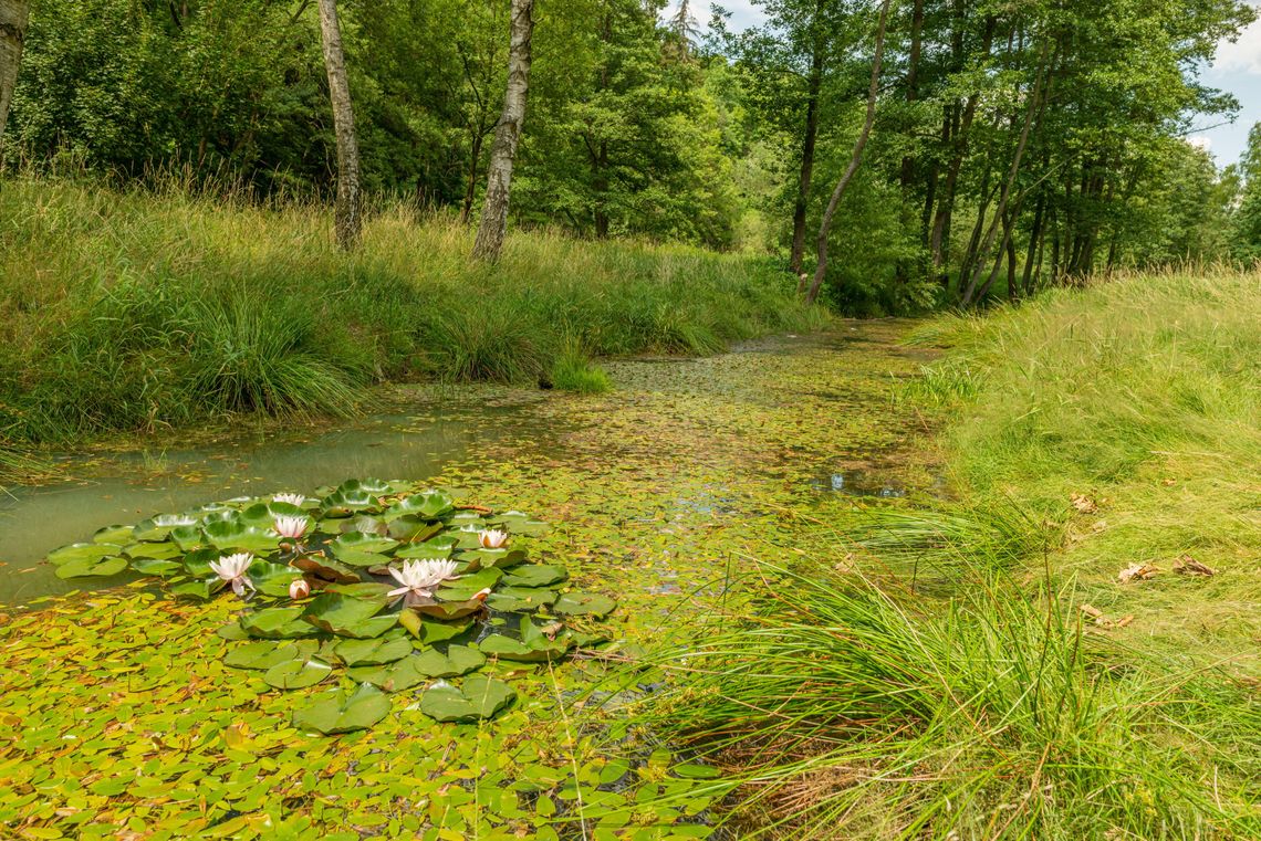 Pogoda na środę. Sprawdź, jaka będzie aura