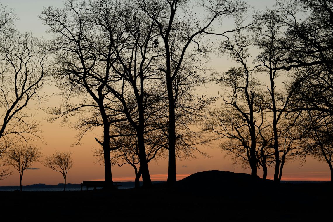 pogoda drzewa zachód listopad pogoda