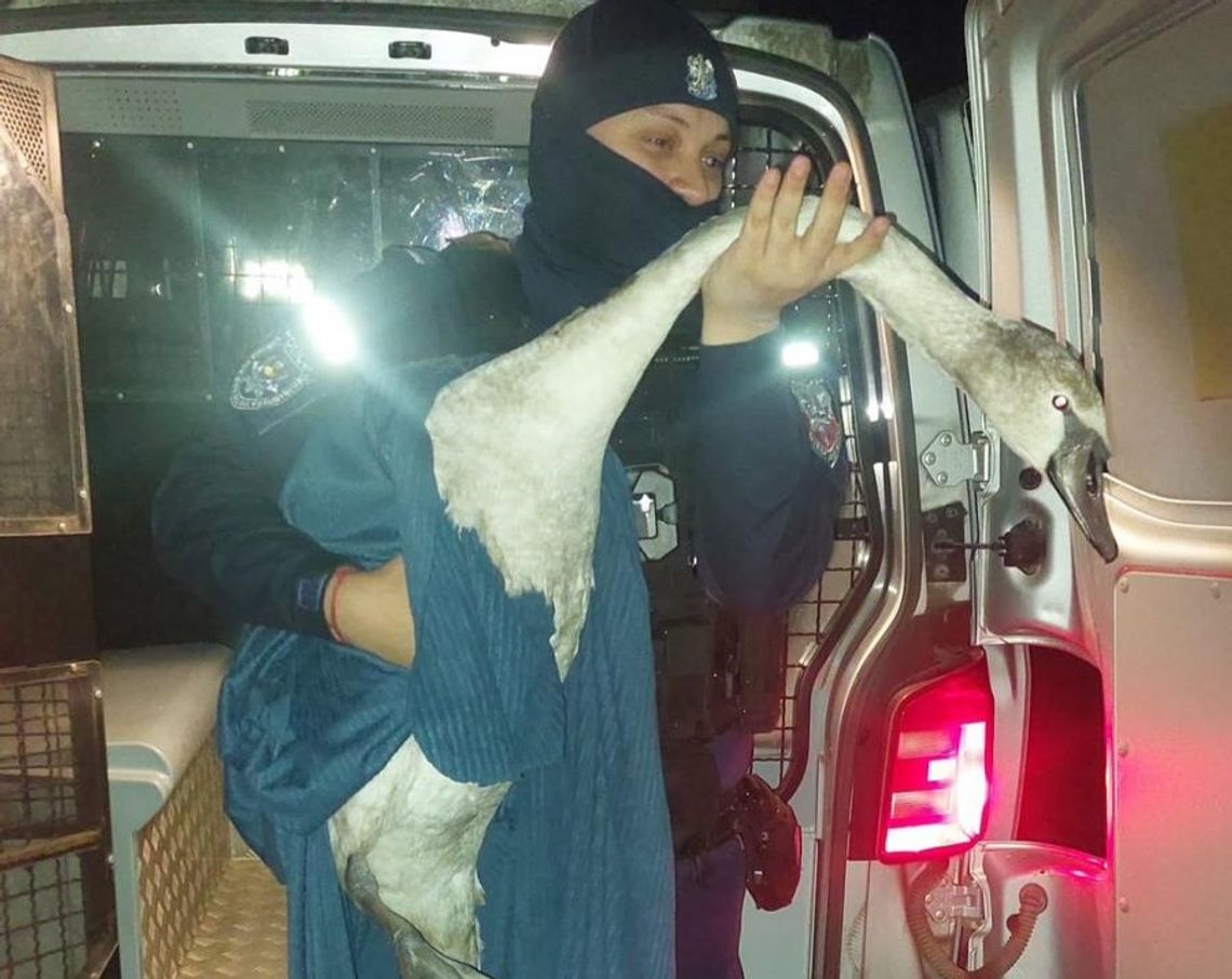 Lubelskie. Policjanci ratowali łabędzia