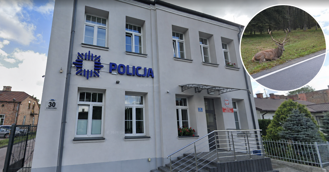 Policjant z Międzyrzeca Podlaskiego wydalony za brak pomocy potrąconemu zwierzęciu Policjant z Międzyrzeca Podlaskiego wydalony za brak pomocy potrąconemu zwierzęciu