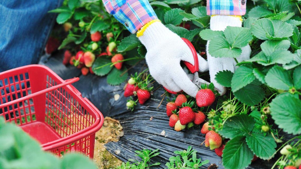 Polskie truskawki w tym roku będą wcześniej. Nie wiadomo, co z ceną Polskie truskawki w tym roku będą wcześniej. Nie wiadomo, co z ceną