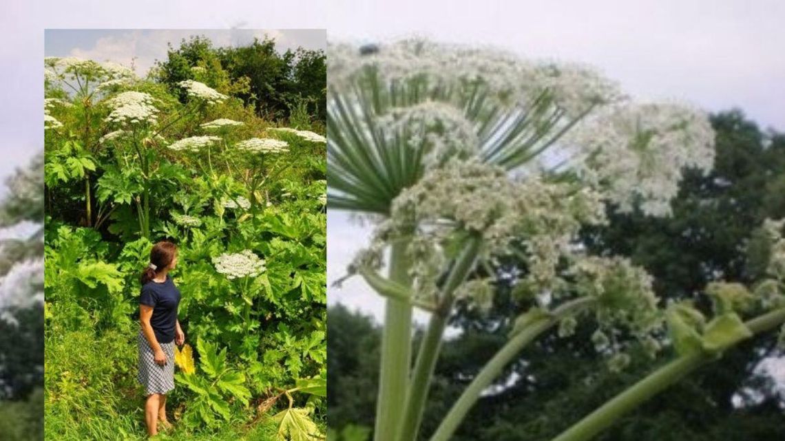 Poparzenia i wstrząs. Są miejsca, które całkowicie opanował barszcz Sosnowskiego