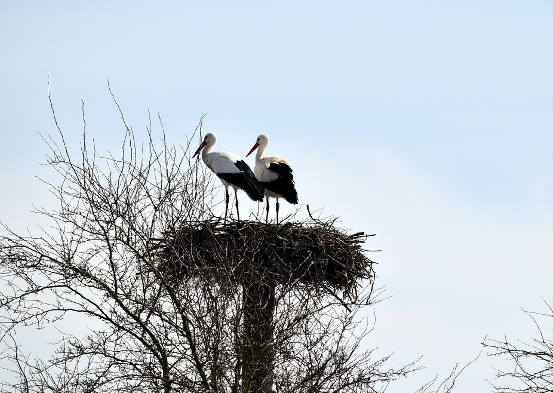 Powiat Bialski: Bociany szukają swych gniazd