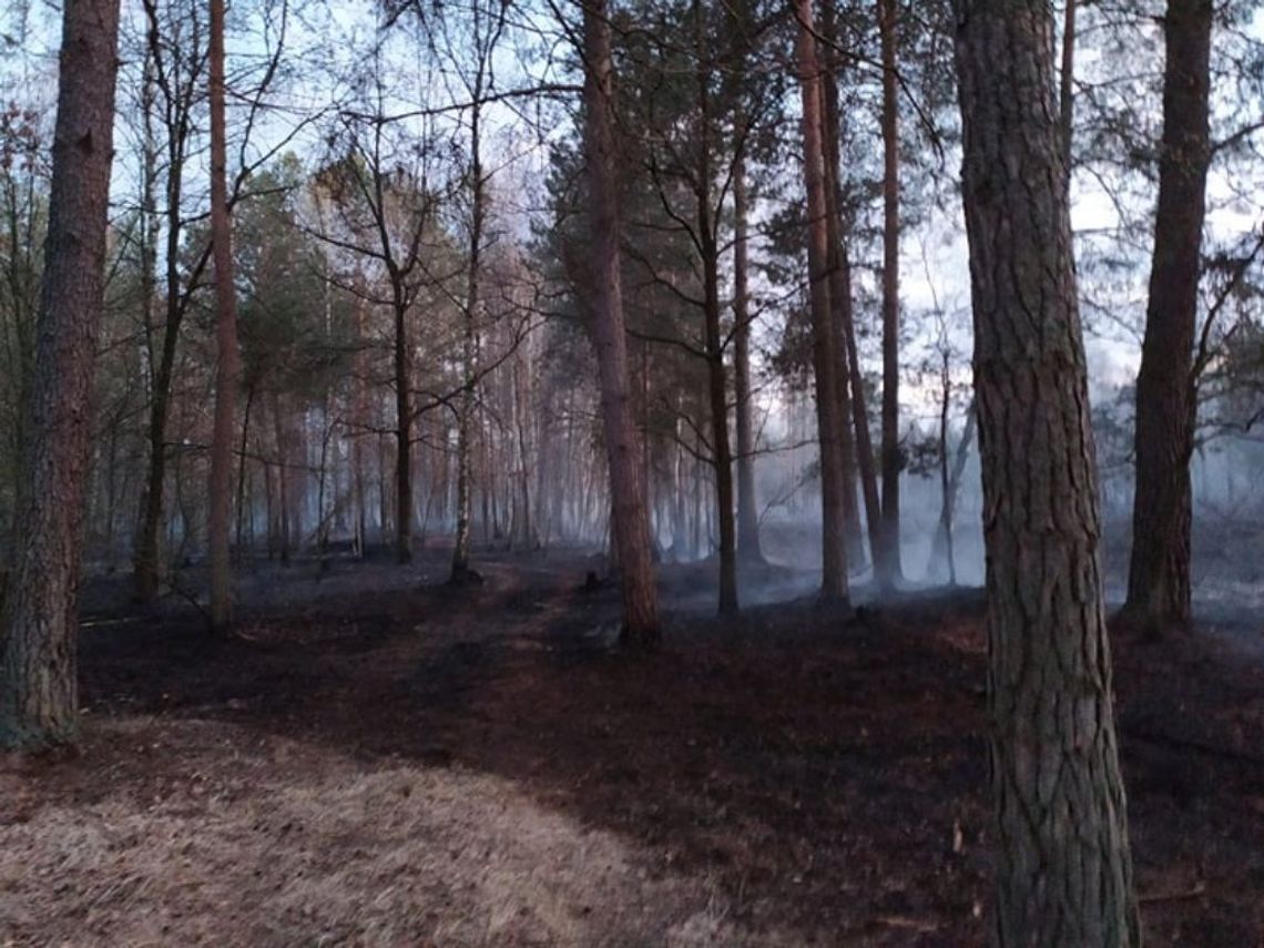 Powiat bialski: Czterodniowy pożar lasu winą podpalacza?
