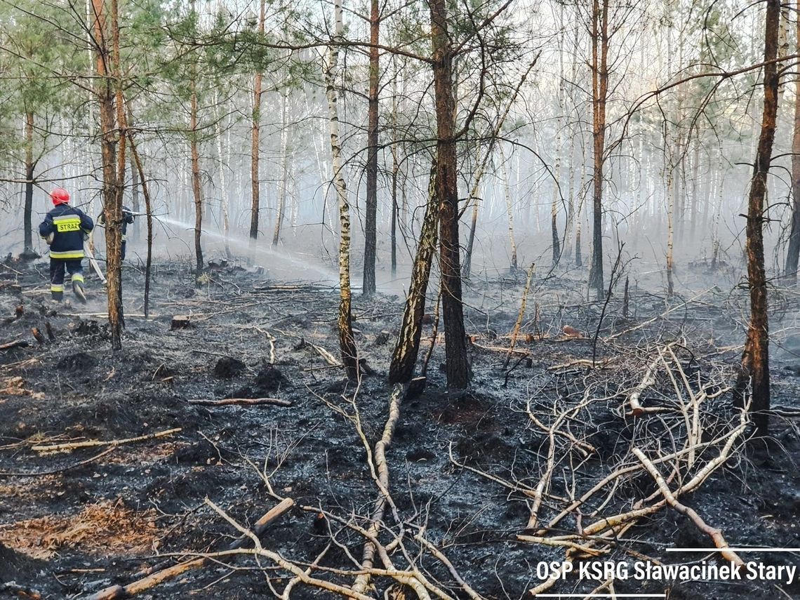 Powiat bialski: Fala pożarów w regionie. Święte Dęby ocalone