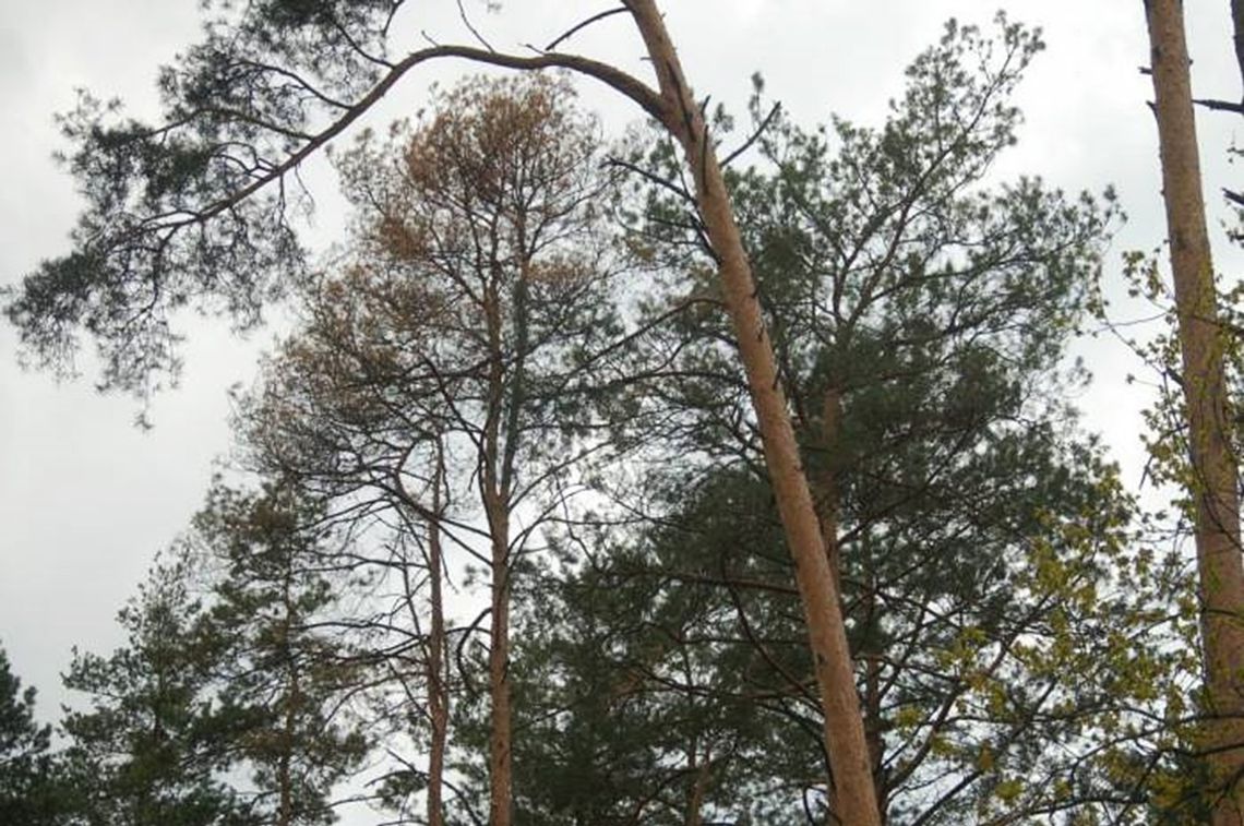 Powiat bialski: Groźny szkodnik zaatakował lasy!