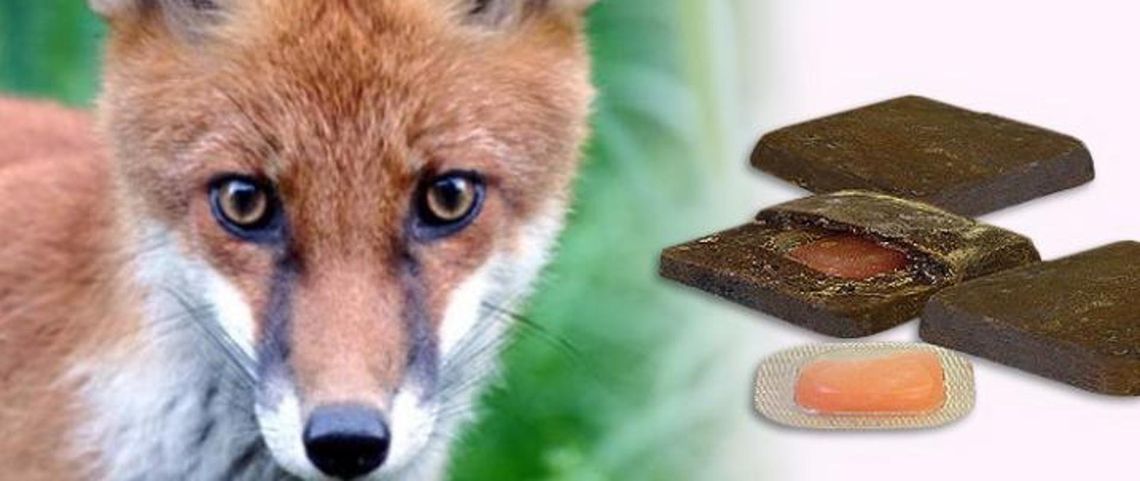 Powiat łosicki. Będą szczepić lisy Powiat łosicki. Będą szczepić lisy