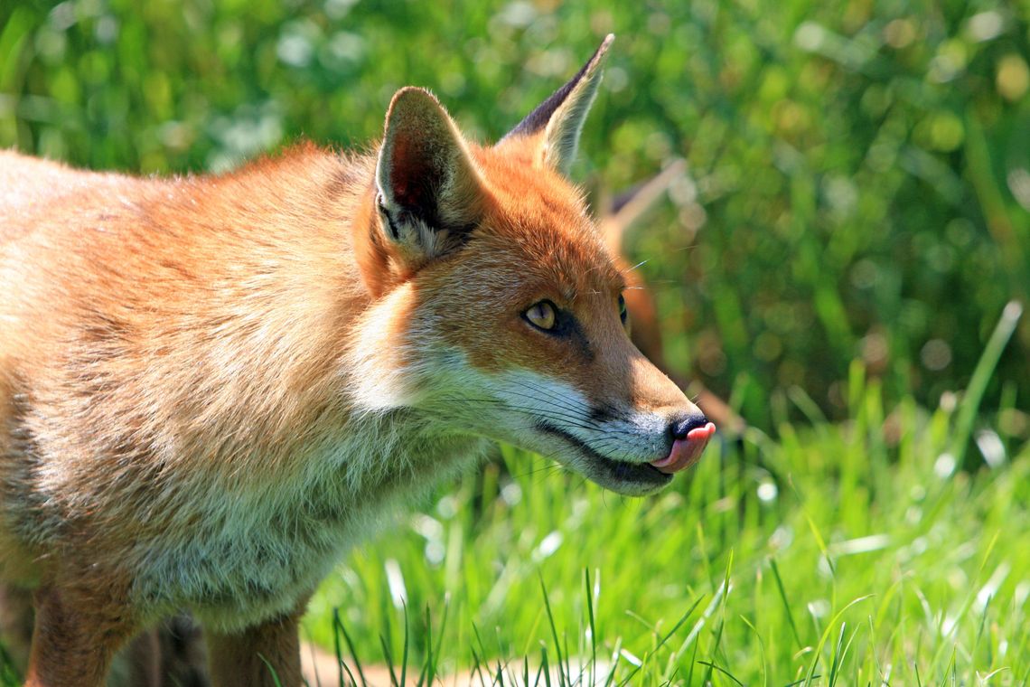 Powiat łosicki. Nadleci pomoc przeciw wściekliźnie