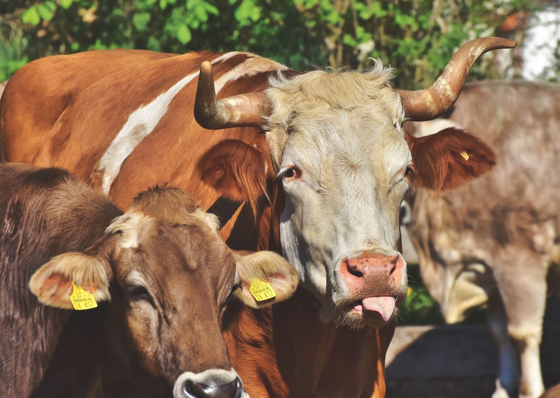 Powiat łosicki: Po regionie grasują niebezpieczne byki