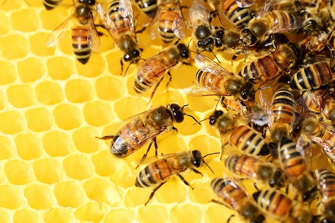 Powiat parczewski: Chrońmy pszczoły