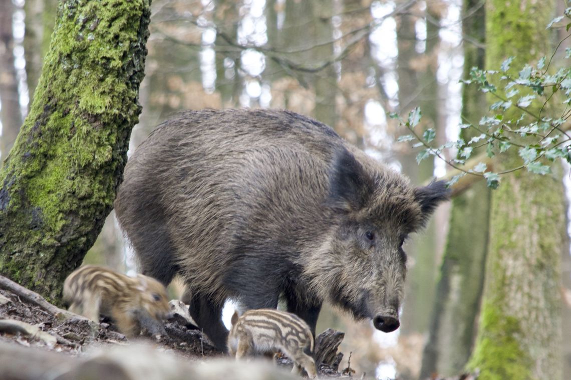 Powiat parczewski walczy z ASF. Służby szukają padłych zwierząt