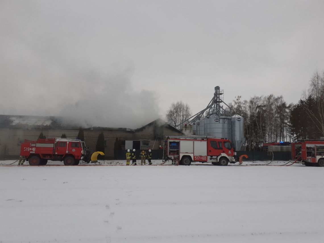 Pożar strawił chlewnię. Gospodarz hodował w niej 650 tuczników