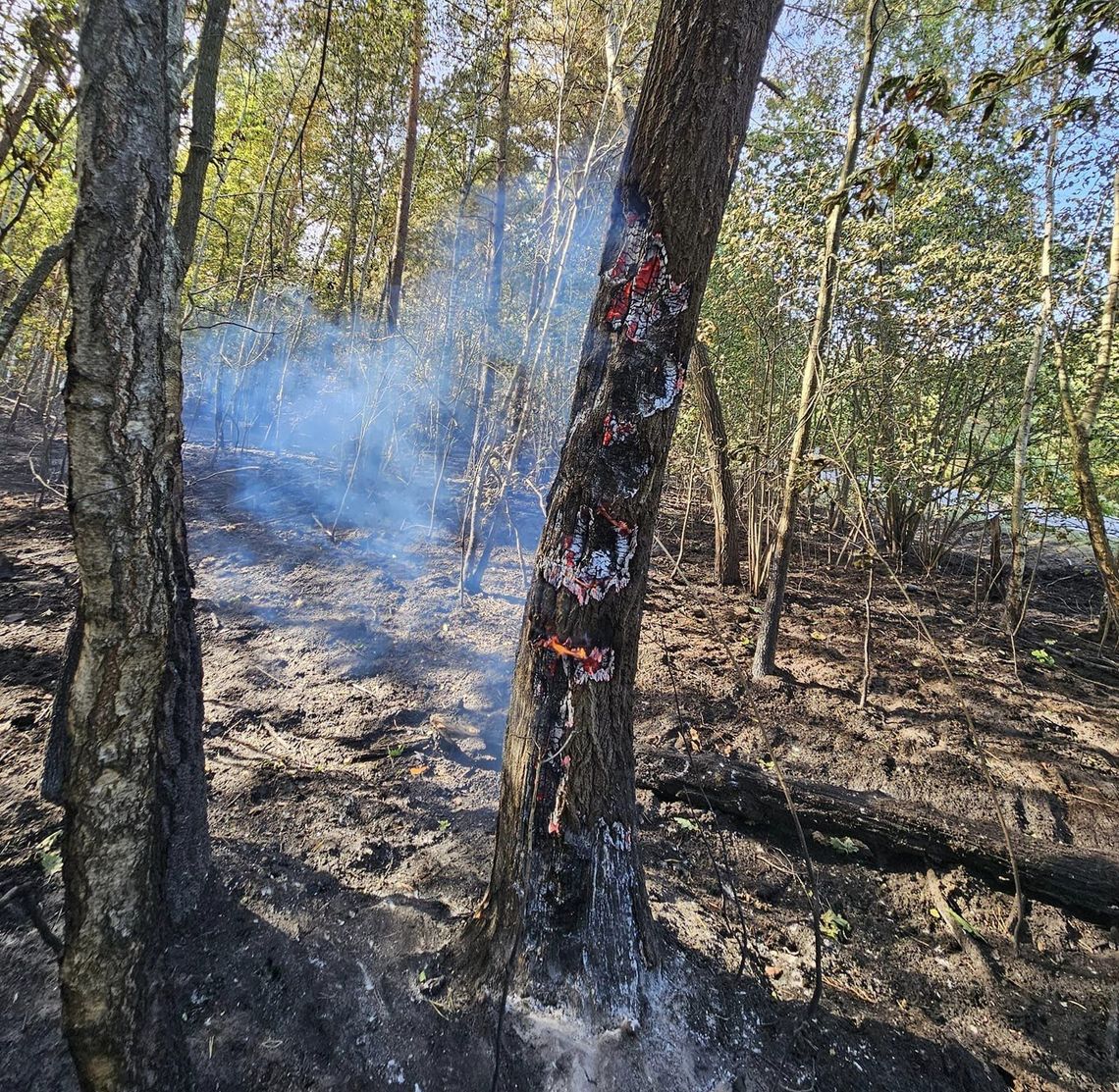 Pożary i powalone drzewa. Susza i wiatr zebrały żniwo