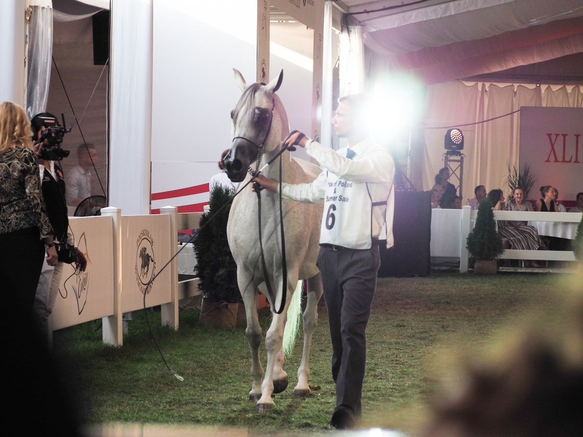 Pride of Poland z wynikiem prawie 1,6 mln euro Pride of Poland z wynikiem prawie 1,6 mln euro