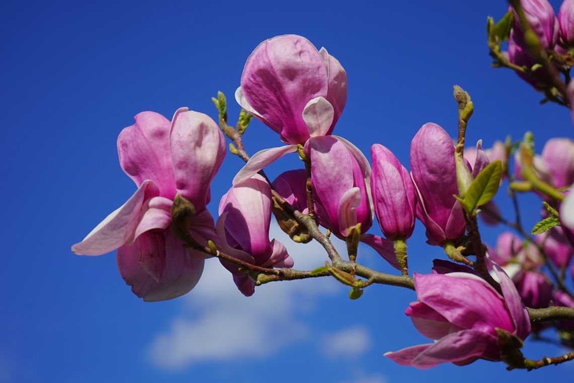 Biała Podlaska. Prognoza pogody na poniedziałek Biała Podlaska. Prognoza pogody na poniedziałek