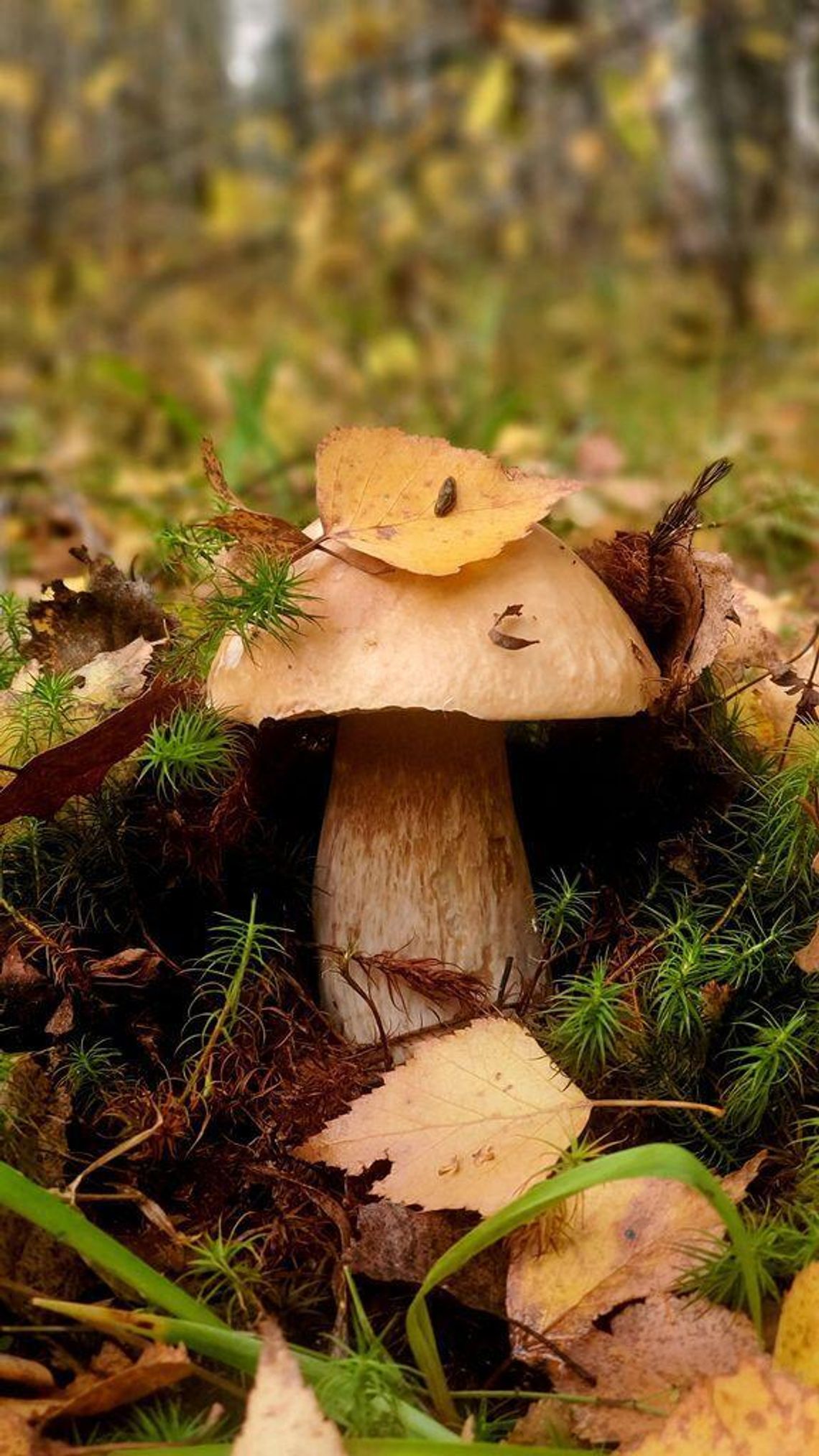 Prognoza pogody na poniedziałek Prognoza pogody na poniedziałek