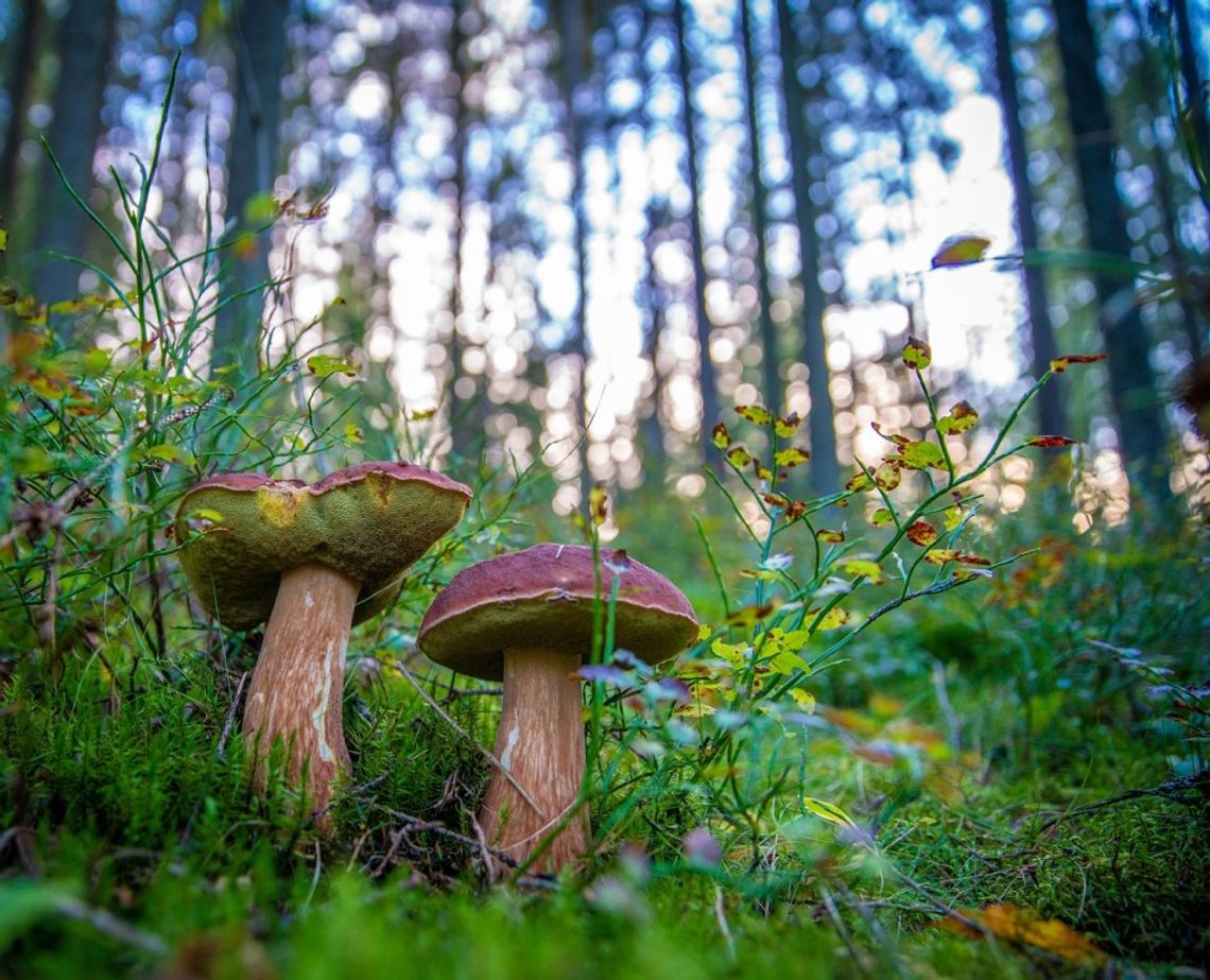 Prognoza pogody na poniedziałek. Sprawdź, jaka będzie aura