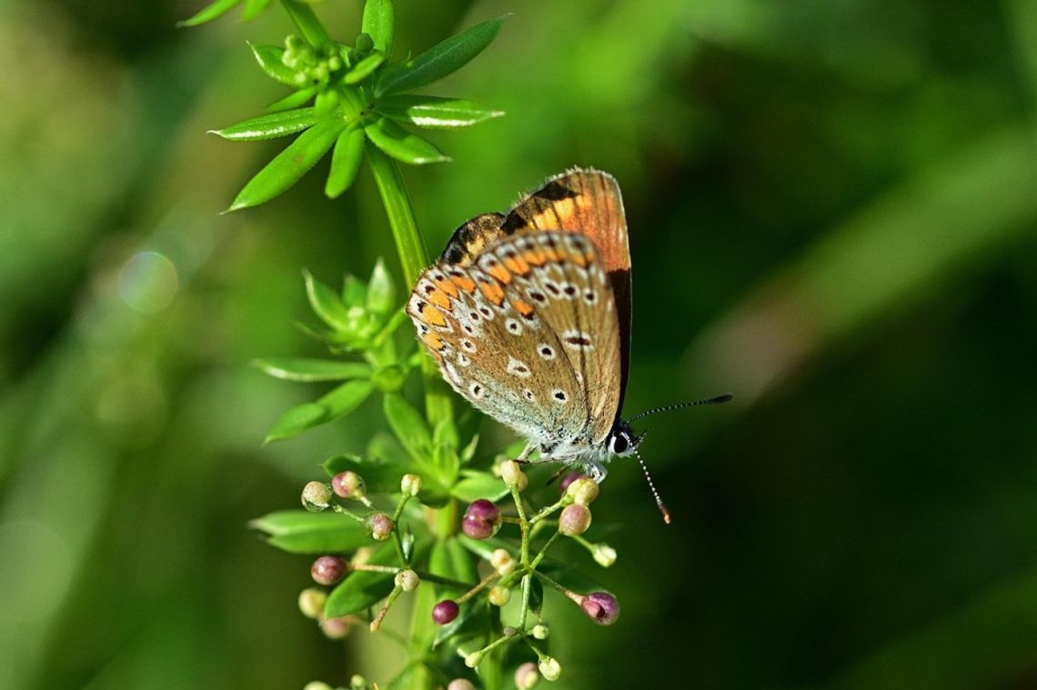 Prognoza pogody na środę