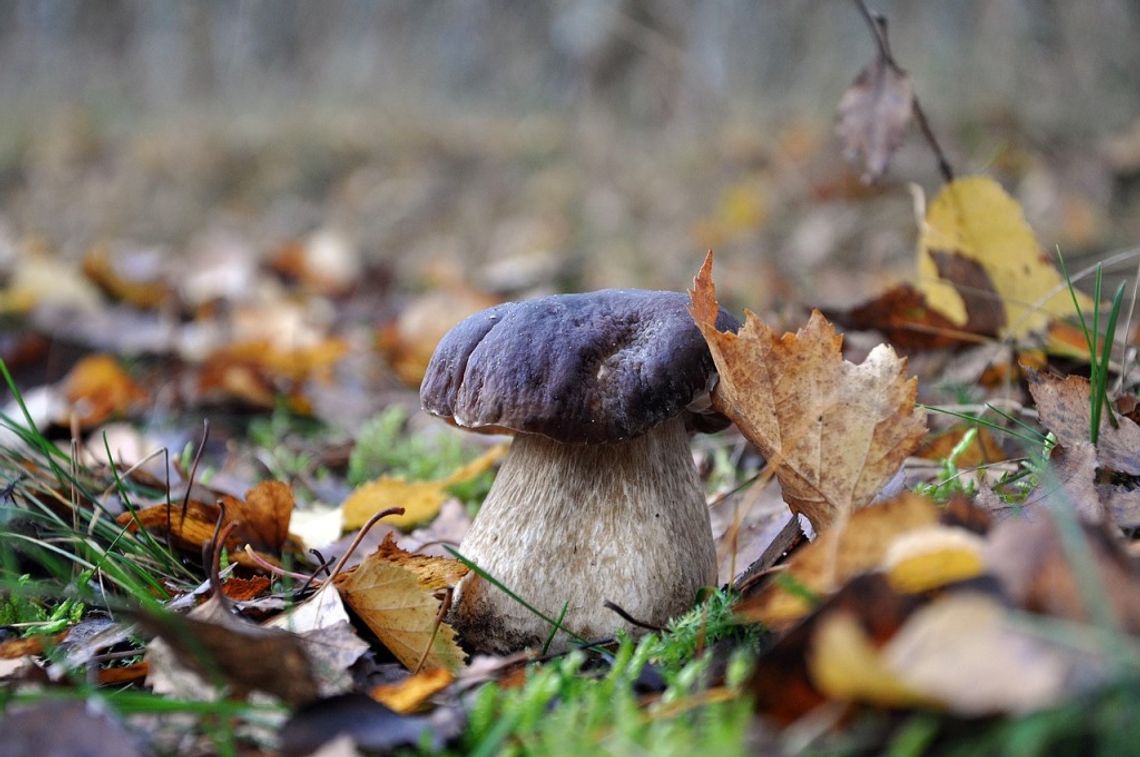 Prognoza pogody na środę