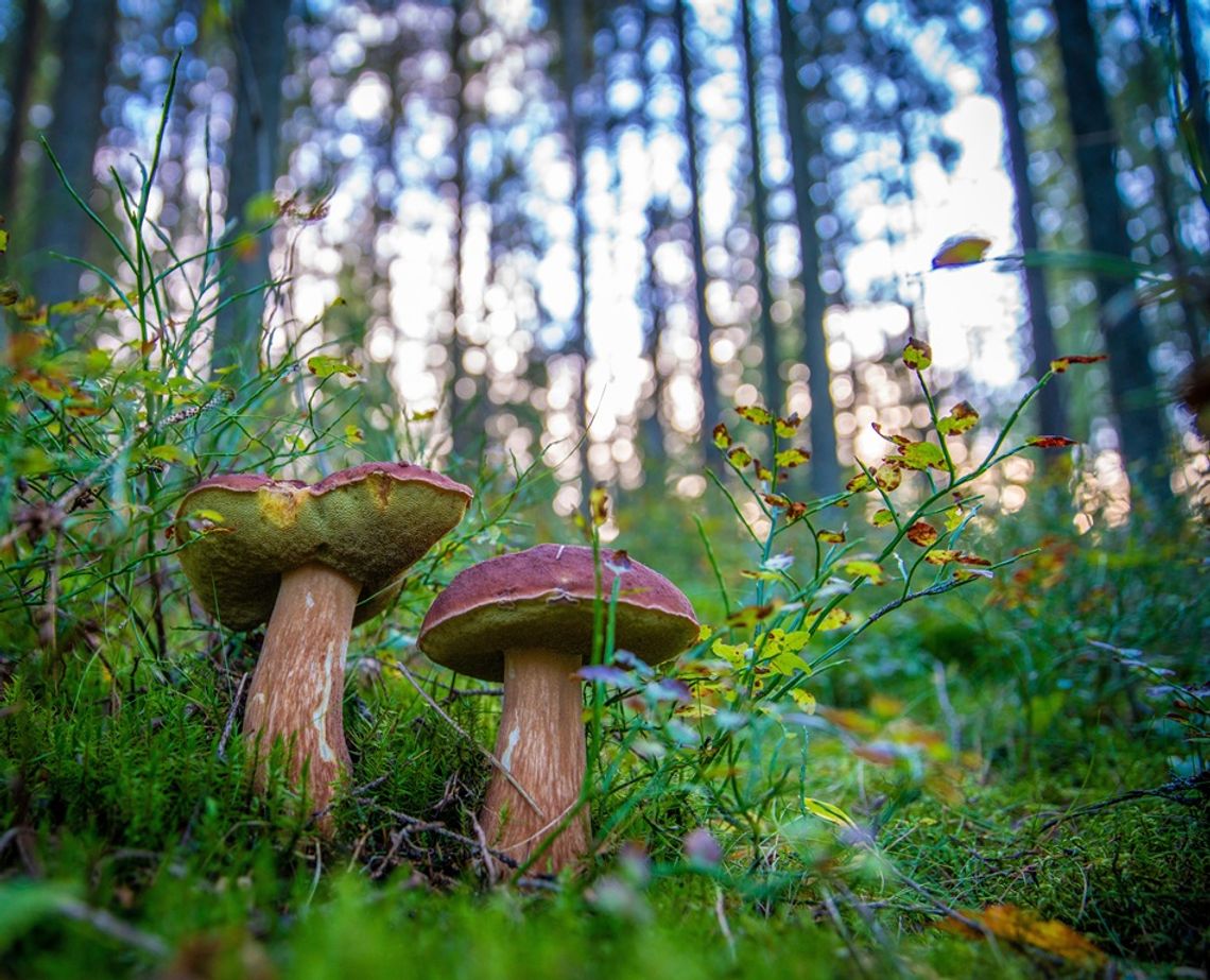 Prognoza pogody na środę