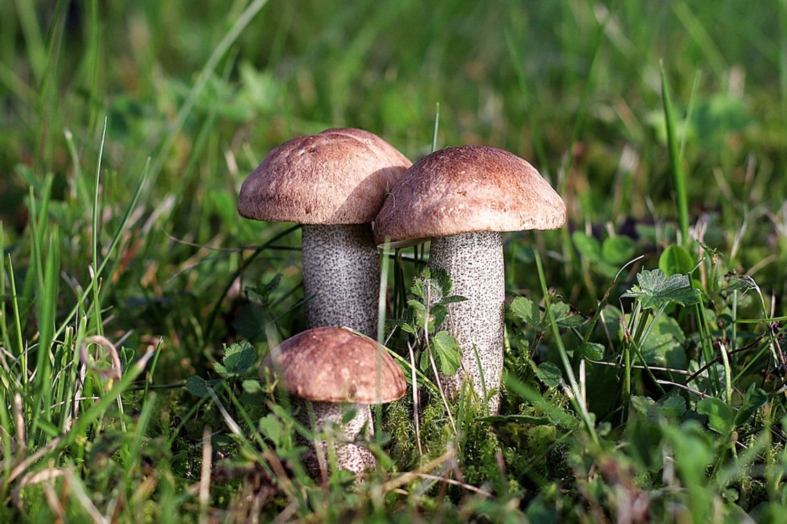 Prognoza pogody na środę Prognoza pogody na środę
