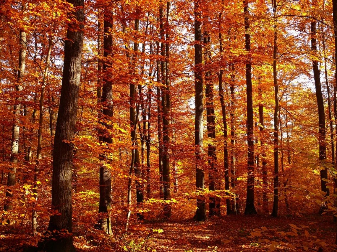 Prognoza pogody na weekend - sprawdź, jaka czeka nas aura