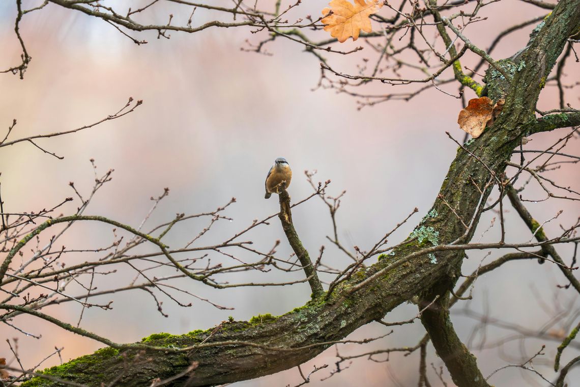ptaszek na gałązce
