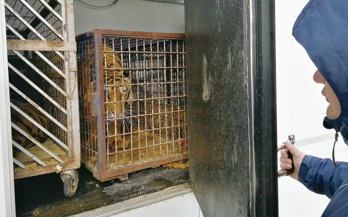 Prokuratura oskarża w sprawie transportu tygrysów