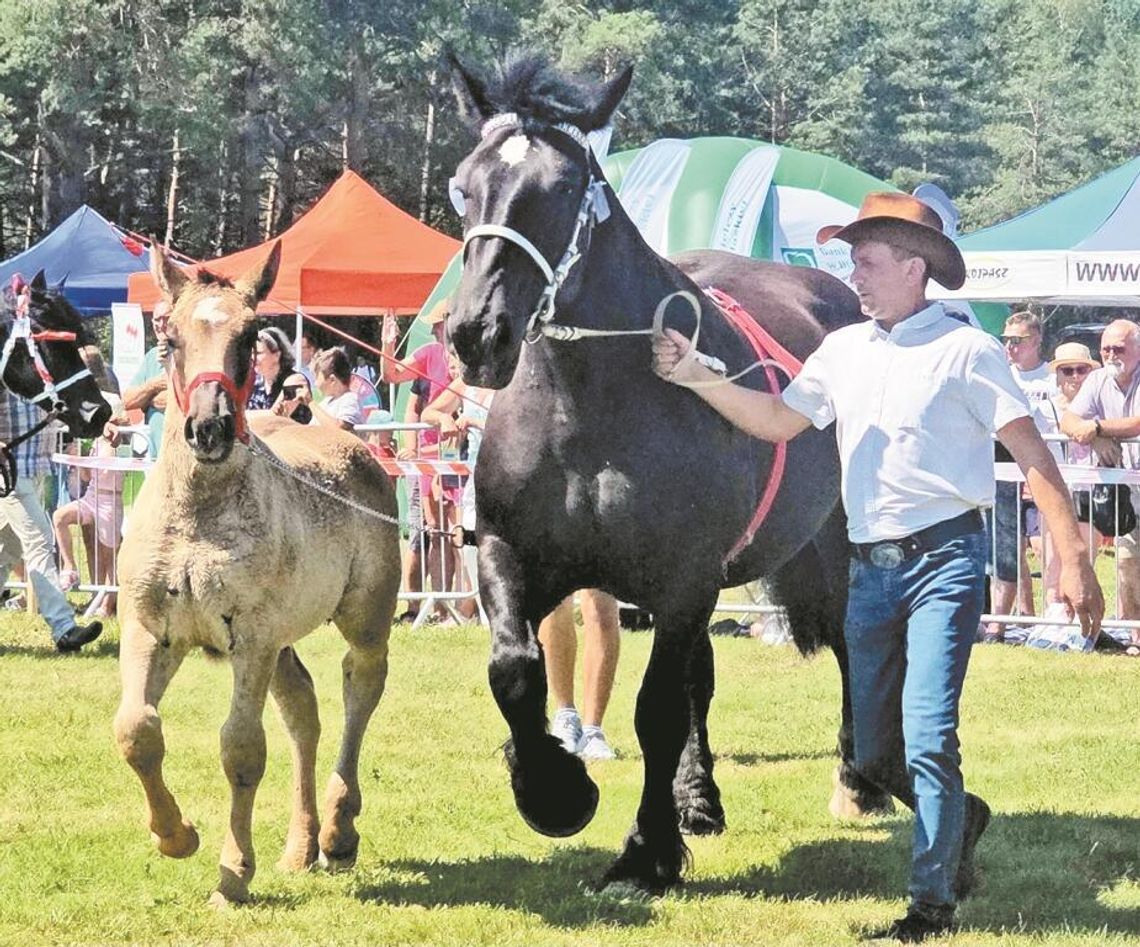 Przed nami XVIII Wojewódzka Wystawa Koni Zimnokrwistych