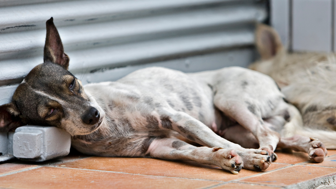 Przybywa bezdomnych zwierząt